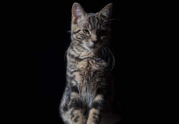 A tabby cat with a serious expression, possibly awaiting a vet visit, sits against a black background. The lighting highlights its striped fur and prominent whiskers.
