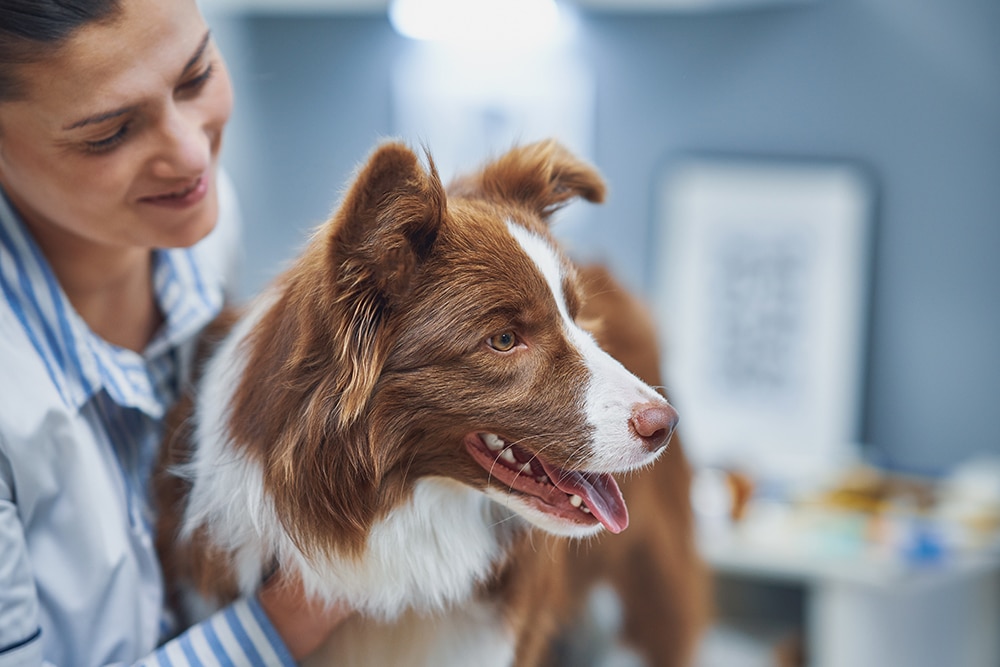 A veterinarian smiles warmly while examining a brown and white Border Collie in an office. The dog's mouth is open, happily showing its tongue. In the softly blurred background, vet equipment and framed art add a professional touch to the scene.