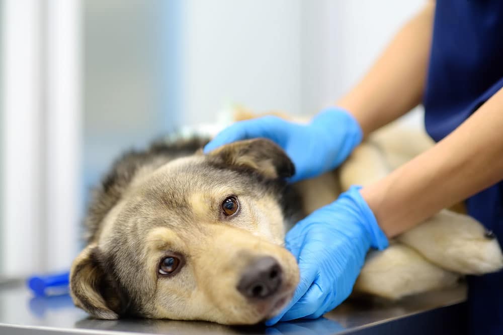 A sad-looking dog lies on a vet’s examination table while a person wearing blue gloves gently holds and comforts it during a checkup.