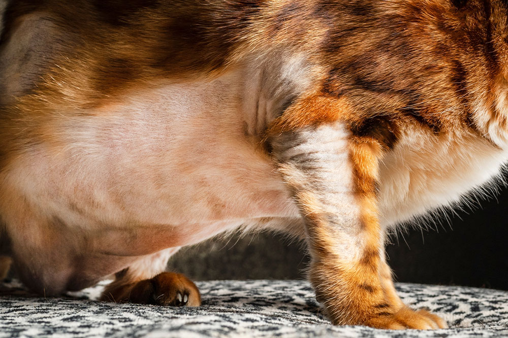 Close-up of a cat's underside and front leg, showing a shaved belly, likely after surgery or a medical procedure, with orange and brown striped fur on the leg and side. The cat is standing on a patterned surface.