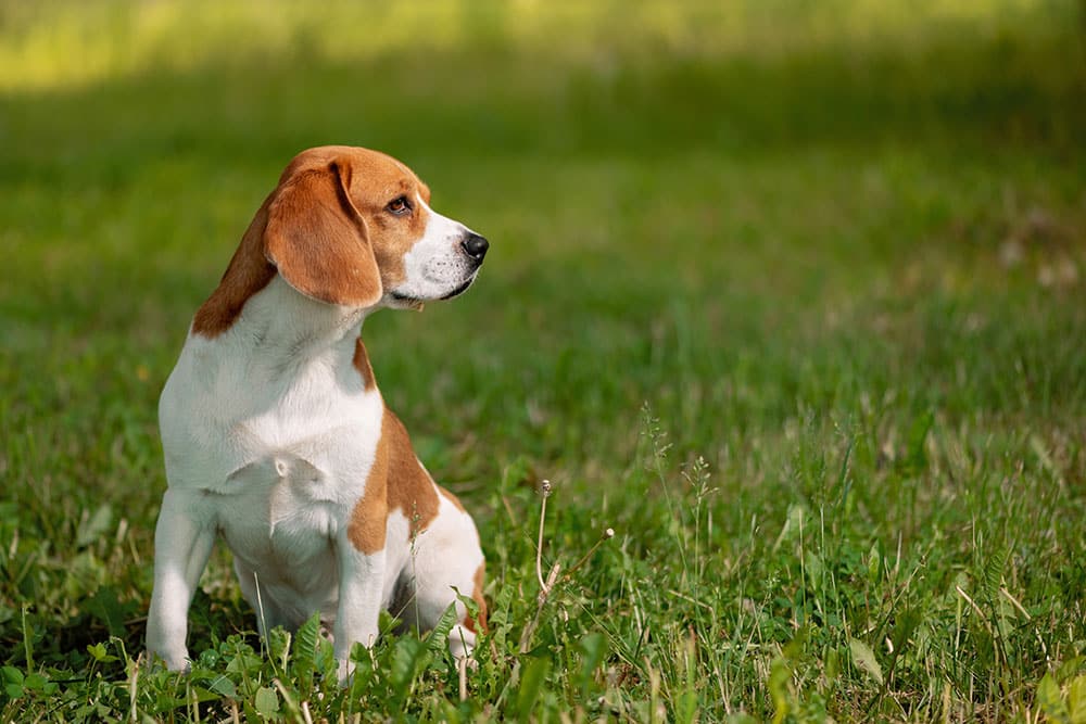 A beagle with a brown and white coat sits on lush green grass, gazing to the right. The background, reminiscent of a veterinarian's natural paradise, is a blurred expanse of more grass and foliage, all warmly lit by sunlight.