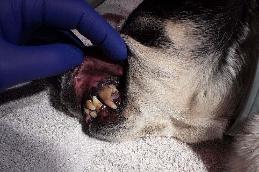 A gloved hand lifts the lip of a dog to reveal severely decayed and misaligned teeth, with visible tartar and gum disease, while the dog lies on a white towel.