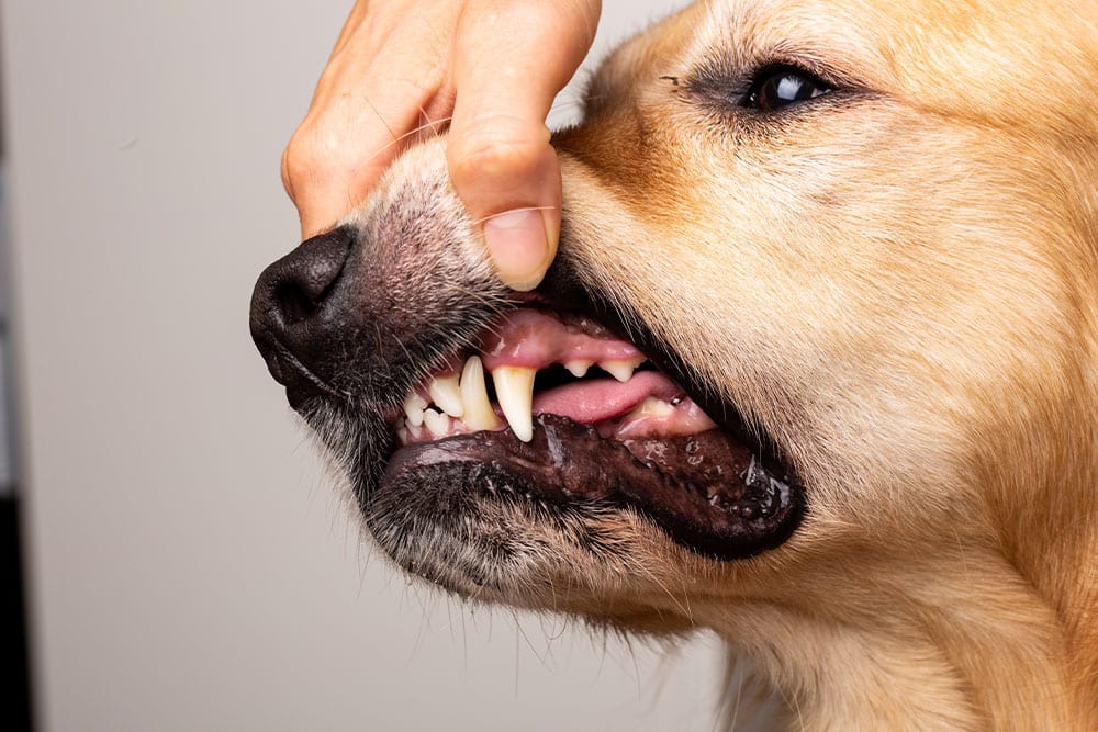 A close-up of a person lifting the upper lip of a light brown dog to show its teeth and gums, possibly for a dental check. The dog's mouth is slightly open, revealing clean teeth.