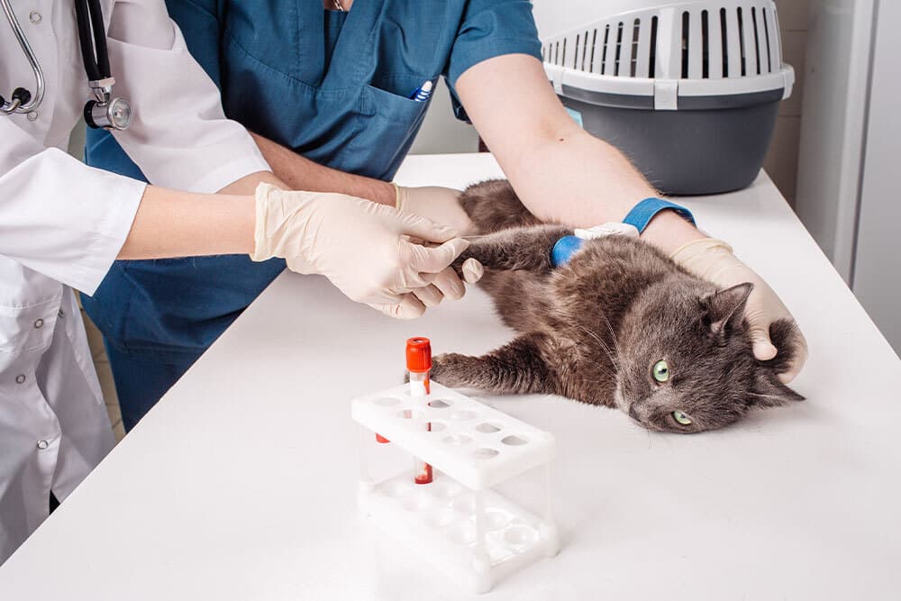 A gray cat lies on a veterinary exam table while two vets draw its blood. The cat is being gently restrained and a blood sample is collected in a test tube. A pet carrier and test tube rack are nearby.