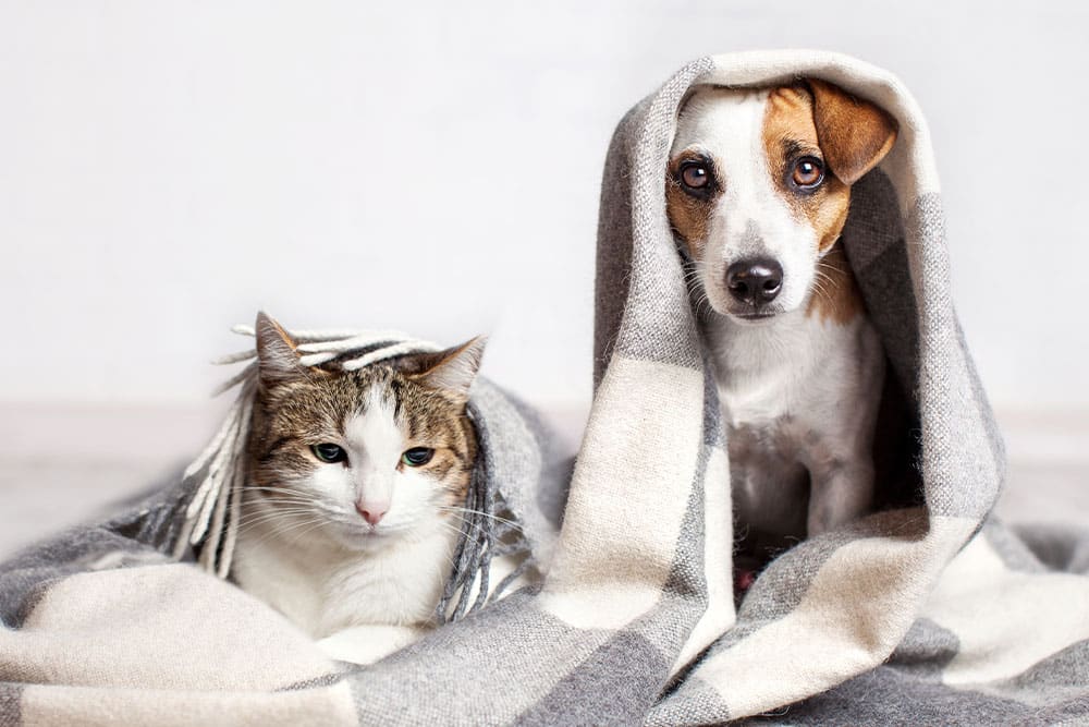 A cat and a dog sit side by side, both partially wrapped in a gray and white striped blanket. The cat looks relaxed while the dog gazes forward with its ears slightly perked.