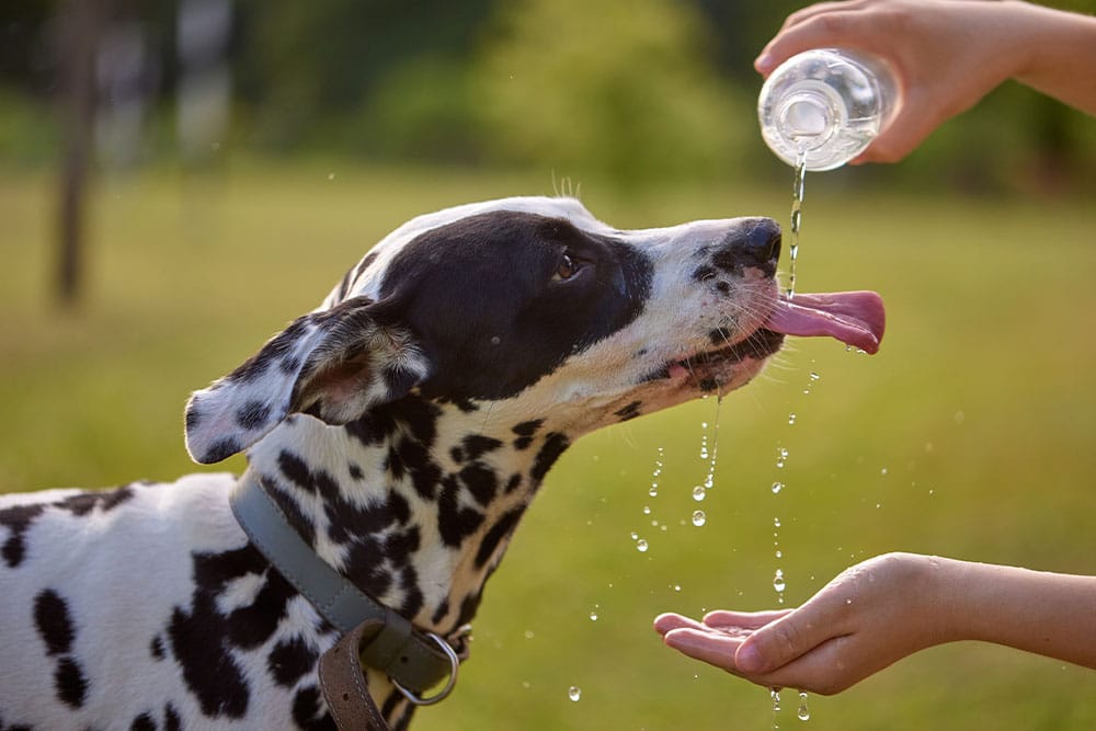 A Dalmatian dog drinks water being poured from a bottle by a person. The dog eagerly licks the stream of water, with droplets splashing around. The background is a grassy area, suggesting a park or outdoor setting.