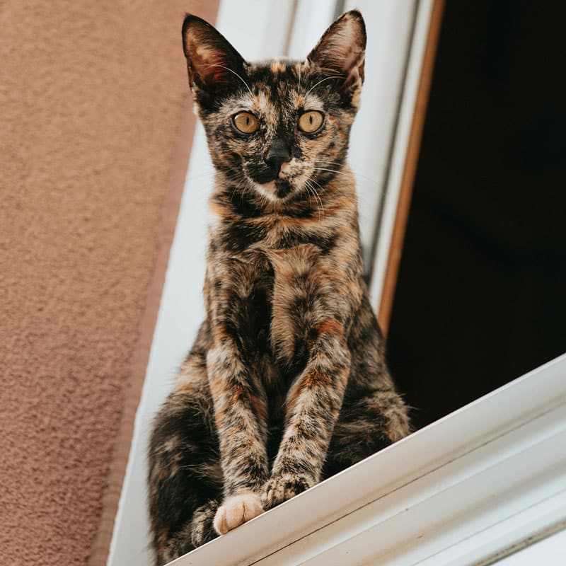 A tortoiseshell cat, often admired by veterinarians, sits on a windowsill, looking directly at the camera. Its distinct fur pattern features a mix of black, orange, and tan colors. The background shows part of a brown wall and the open window.