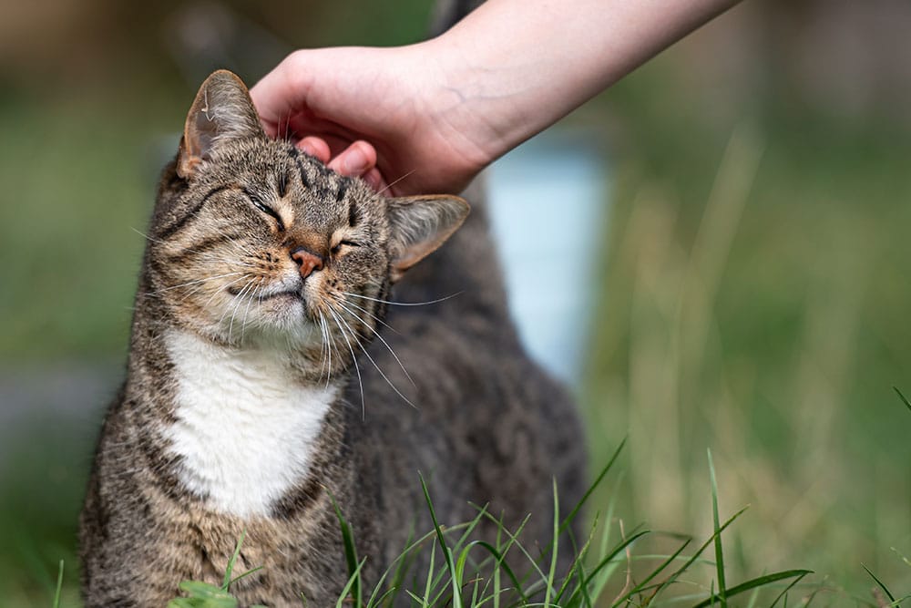 A tabby cat with white markings enjoys being petted on the head by a person’s hand while standing in green grass, eyes closed in contentment.