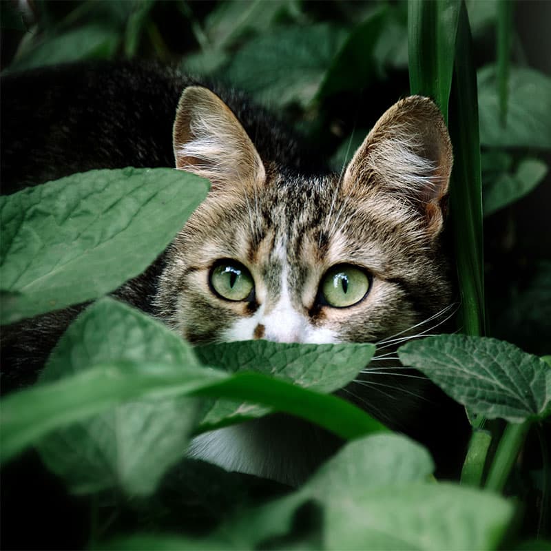 A tabby cat with green eyes peers through lush green foliage, partially hidden by leaves. Its inquisitive gaze suggests a sense of curiosity, almost as if it's waiting for a vet to arrive and explore together in the natural setting.