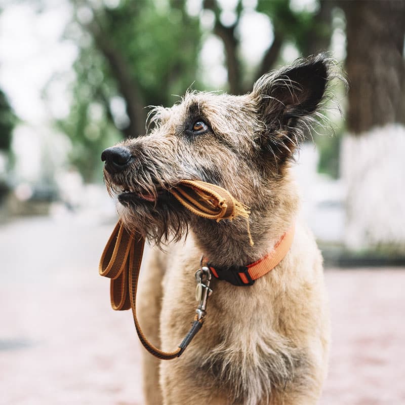 A scruffy dog with a brown coat holds its leash in its mouth, eagerly waiting for a visit to the vet. The dog, wearing an orange collar, stands outdoors on a paved path, with blurry trees in the background.