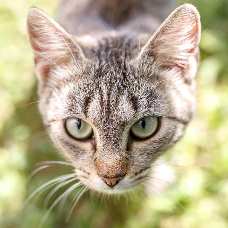 Close-up of a tabby cat with green eyes looking directly at the camera, as if posing for its vet owner. The background is a blurred mix of greenery and sunlight.