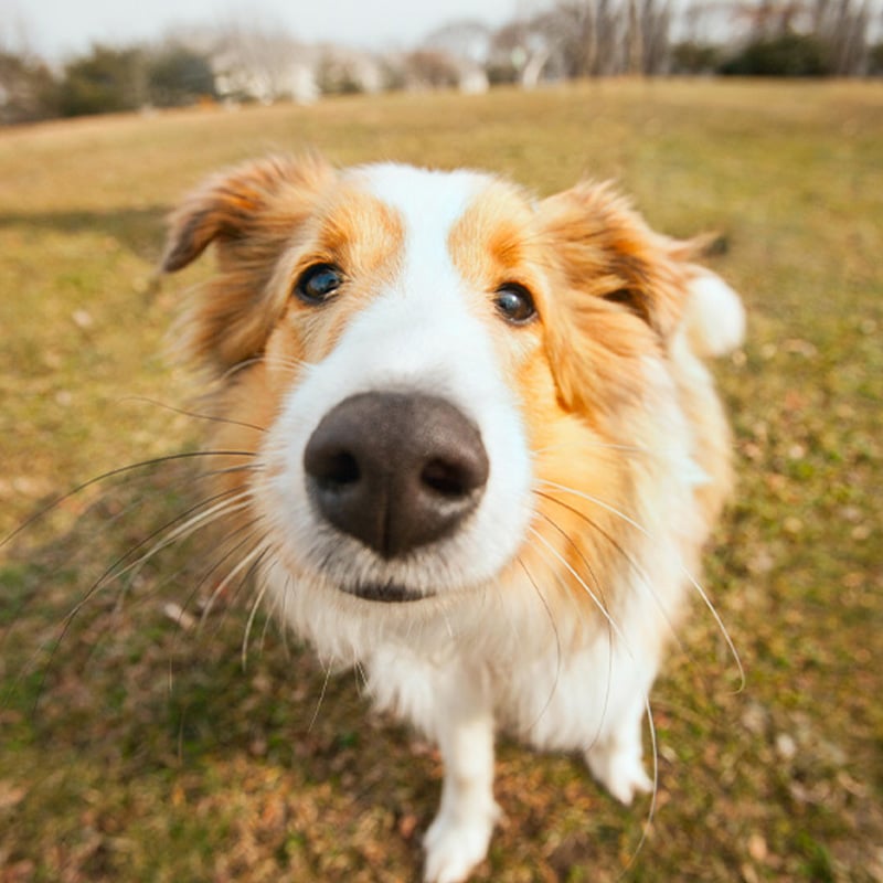 Close-up of a fluffy dog with golden-brown and white fur looking curiously into the camera, possibly eyeing a nearby veterinarian. The background is a grassy field with trees, and the focus is on the dog's face and nose.