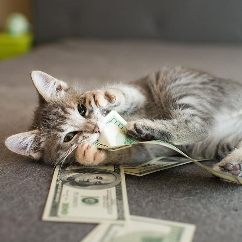 A playful gray tabby kitten is lying on a gray surface, biting and pawing at several scattered U.S. dollar bills. The curious and mischievous feline, with its ears perked up, seems like it's ready for an appointment with the vet to unravel its next adventure!.