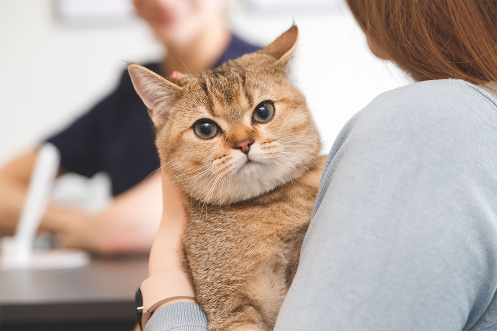 A cat with golden fur and big green eyes is being held by a person in a blue sweater. The cat looks directly at the camera. In the blurred background, another person is seated at a table.