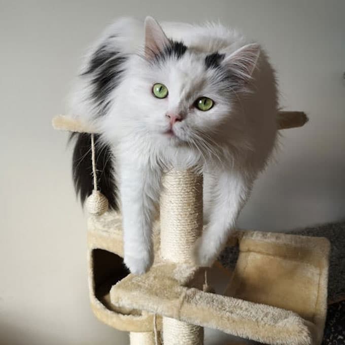 Fluffy white and black cat with green eyes lounging on a beige cat tree. The cat, recently back from the vet, is resting with its front paws stretched over the edge, looking relaxed and curious. A small hanging toy is visible nearby, adding to the playful atmosphere.