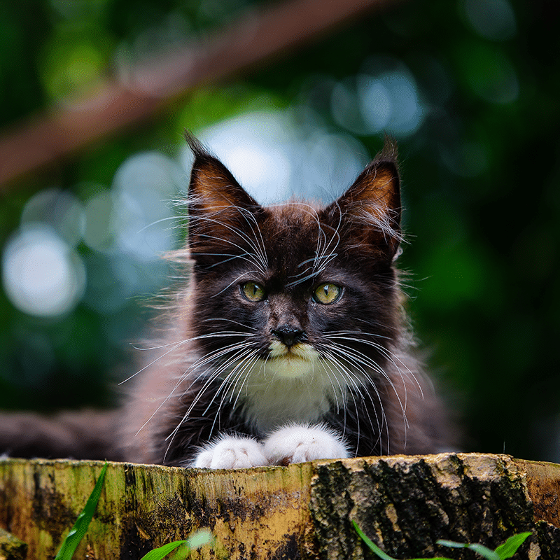Close-up of a fluffy black and white cat with bright eyes, lying on a tree stump. The background is a green, blurred nature setting, reminiscent of a vet's tranquil garden, highlighting the cat's relaxed pose.