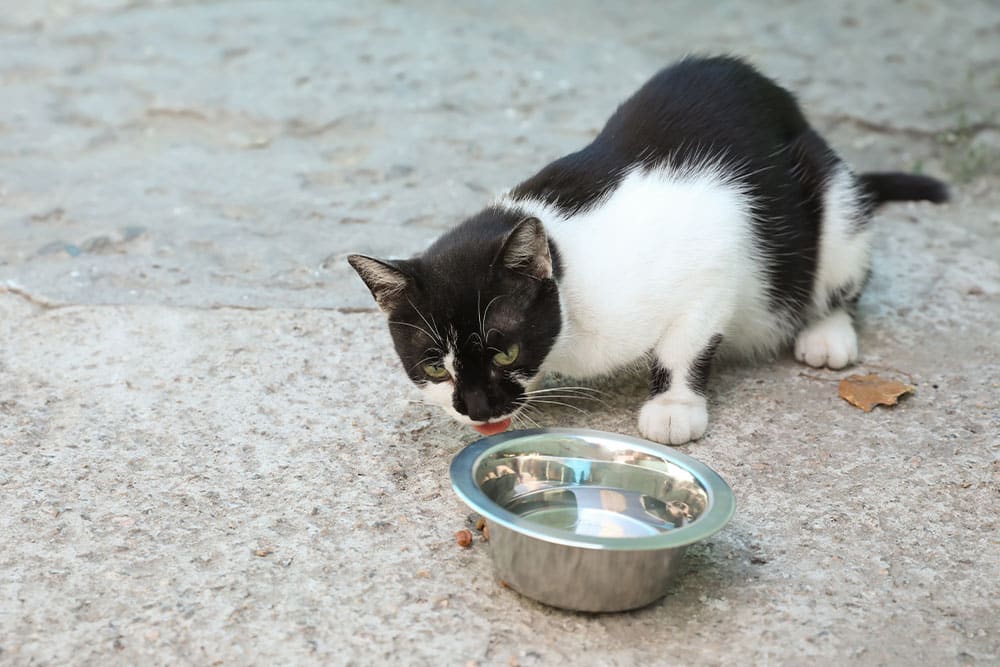 A black and white cat sits on a concrete surface, licking its lips near a shiny metal bowl. A small piece of food lies beside the bowl.