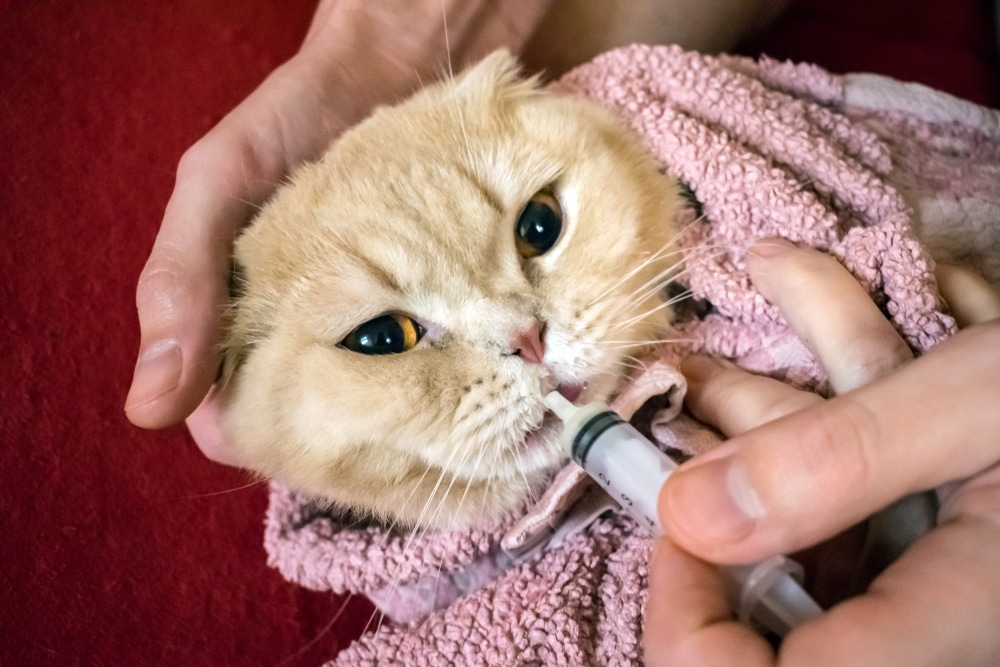 A fluffy, light orange cat is wrapped in a pink towel, being gently held by a veterinarian who feeds it with a syringe. The background is a soft red surface. The cat appears calm, emphasizing the care and feeding provided by the attentive vet.