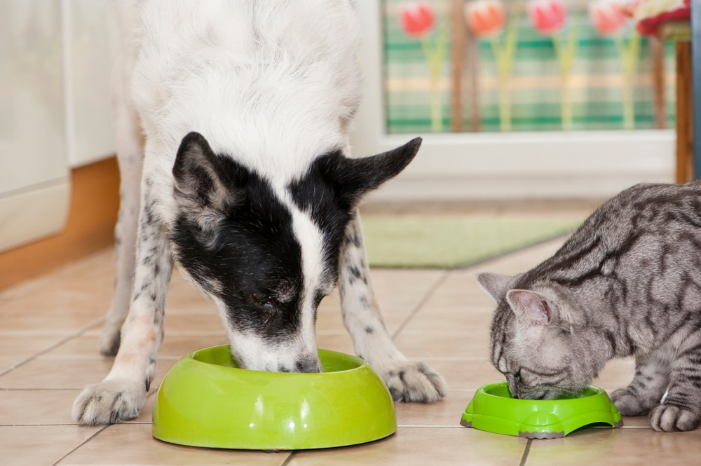 A black and white dog and a gray tabby cat, recommended by the vet for their perfect diet, are eating from green bowls on a tiled kitchen floor. The background includes a window with a floral pattern and a light green rug.