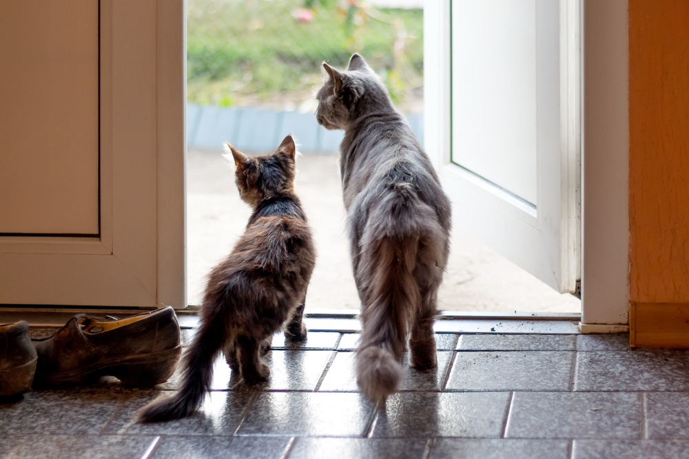 Two cats, one smaller and one larger, stand side by side on a tiled floor, like curious little veterinarians observing the world. They gaze out an open door where grass and a path are partially visible. Nearby, a pair of shoes awaits adventure.