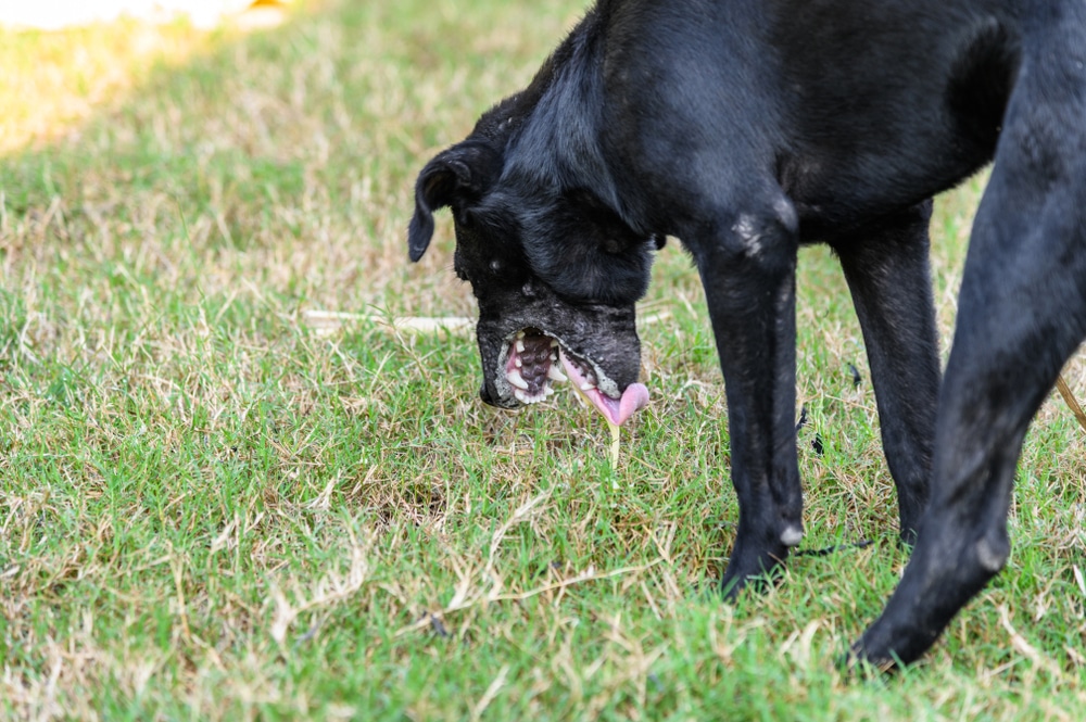 A black dog with a protruding tongue is bending down, engaging in a playful chew on something hidden in the grass. Standing on a patch of green and brown grass, this curious canine might just be practicing for its next visit to the vet.