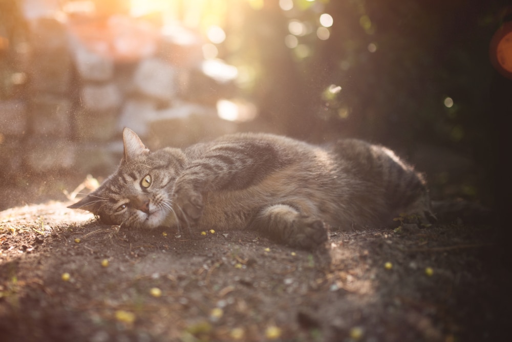 A tabby cat lies on its side in a sunlit outdoor setting, its green eyes gazing at the camera. Dappled sunlight filters through the trees, highlighting the cat's fur and creating a warm, serene atmosphere—a picture of health any veterinarian would admire.
