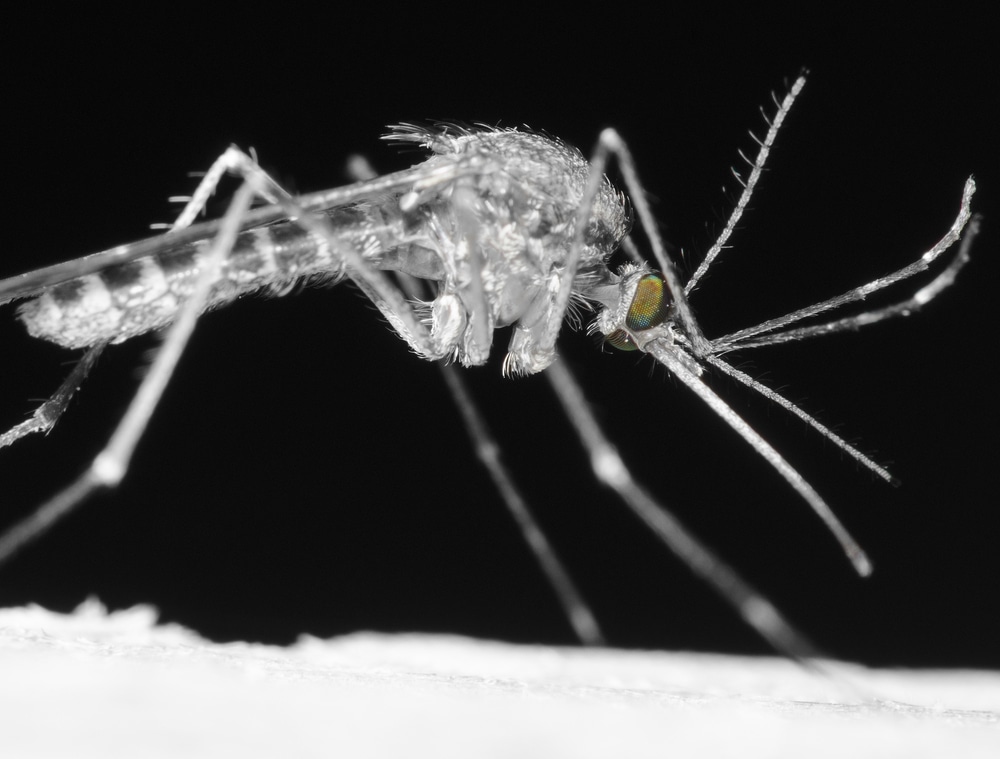 Close-up black and white image of a mosquito with vibrant green eyes, showing detailed features like its long legs and thin wings, set against a black background—a fascinating study for any veterinarian interested in understanding such intricate anatomy.