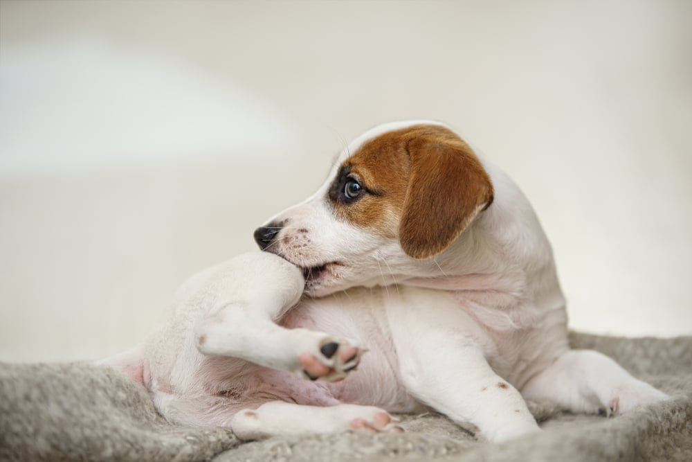 A small white puppy with brown spots chews on its hind leg while lying on a soft gray surface. The puppy's floppy ears and side-glancing eyes give it a playful look, perfect for the vet to see during its next check-up.