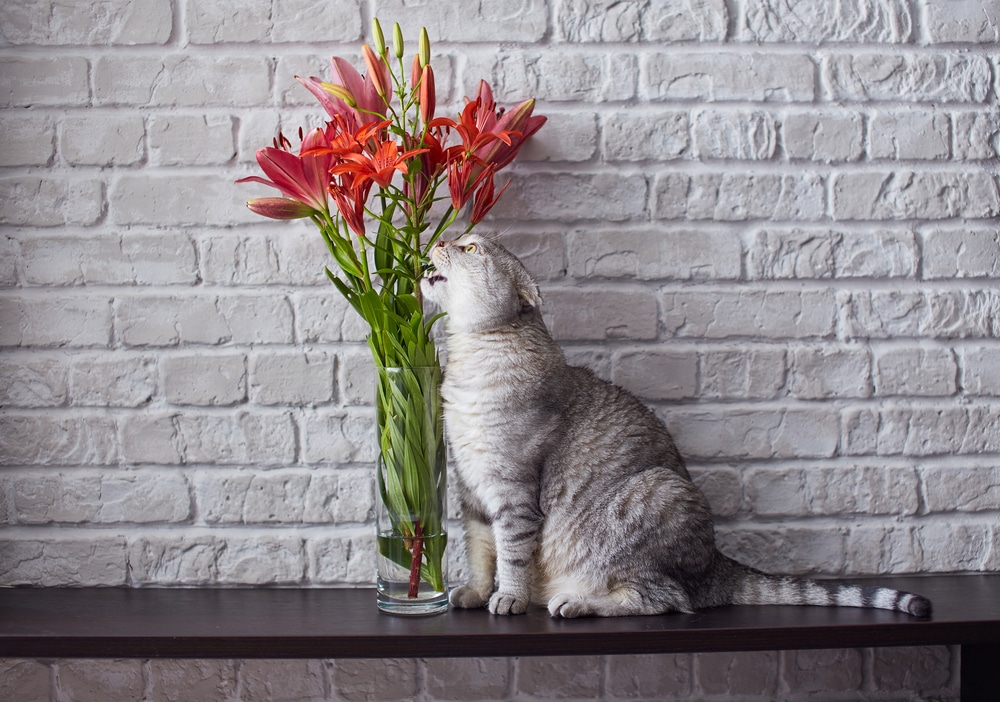 A gray cat sits on a wooden table, sniffing a bouquet of red lilies in a glass vase. With the ambiance of the textured white brick wall, it feels like you're in a cozy vet's waiting room.