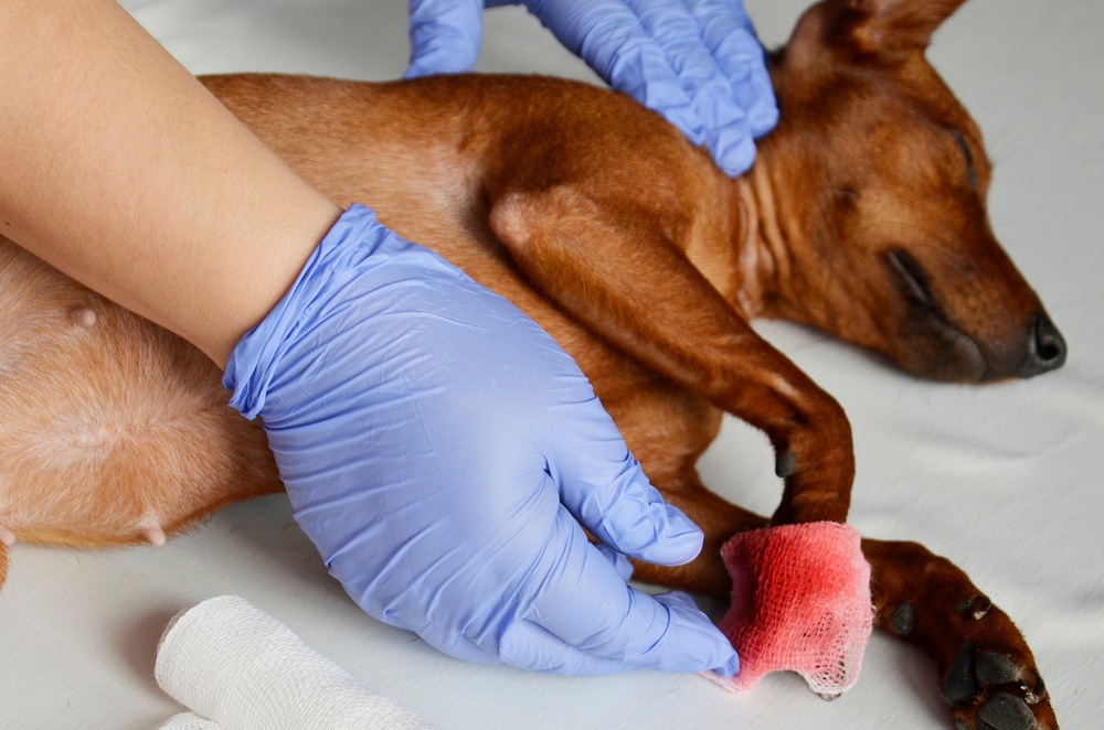 A small brown dog lies on its side, receiving care from a veterinarian. A pair of gloved hands is gently applying a red bandage to the dog's front paw. The dog appears calm and relaxed on a white surface, with white gauze rolls nearby.