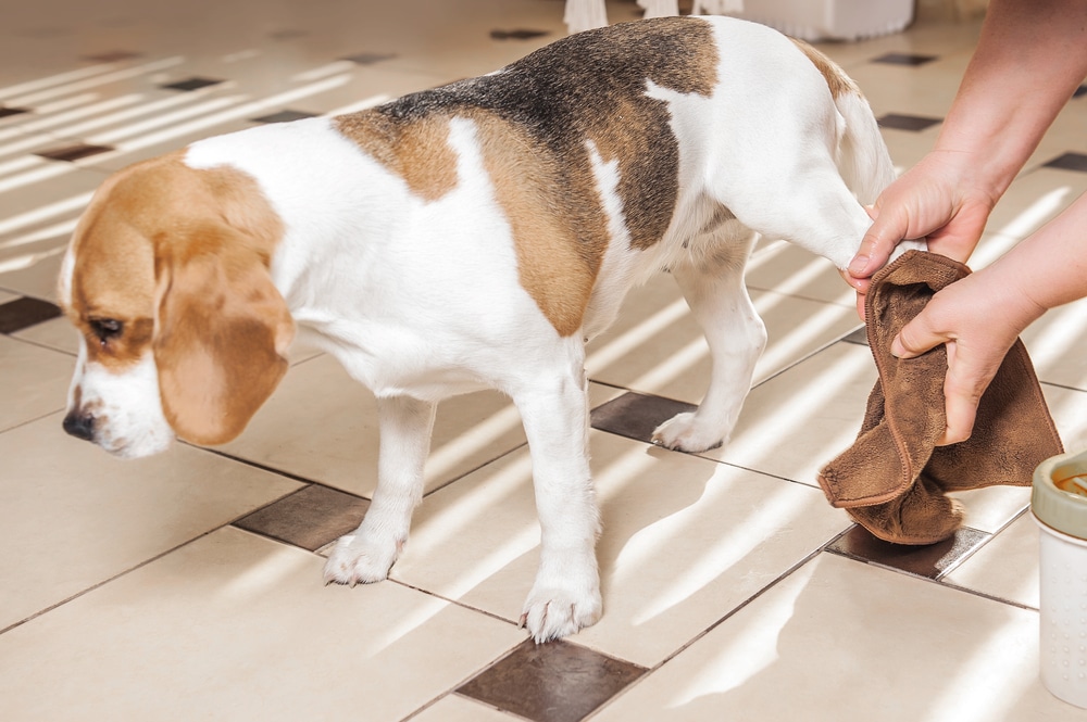 In a sunlit room, a person gently wipes a Beagle's paw with a brown cloth. The dog stands with a neutral expression on the tiled floor, as patterns from window blinds play across its back. It's an ideal moment any veterinarian would appreciate for its calm and care-focused ambiance.