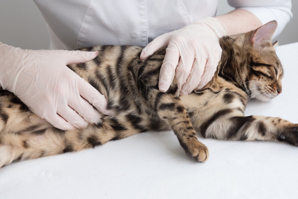 A veterinarian wearing white gloves gently examines a relaxed, spotted and striped Bengal cat lying on its side on a white surface. The scene conveys the calming aura of a veterinary checkup.