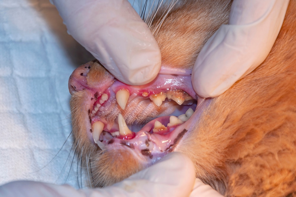 A close-up shows a veterinarian wearing gloves carefully examining a cat's mouth. The feline's teeth and gums are visible as the vet gently opens the mouth to assess dental health, set against a white cloth backdrop.