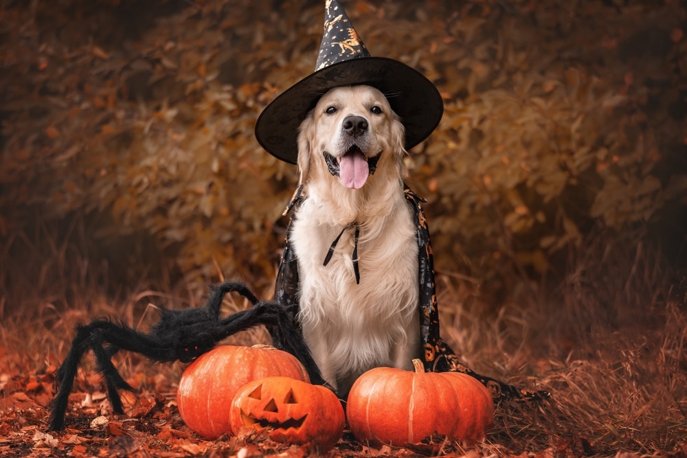 A golden retriever, looking like a whimsical vet in a witch hat and cloak, sits among pumpkins—one carved with a face—and a large black spider decoration. The background is filled with autumn leaves, creating a festive Halloween scene.
