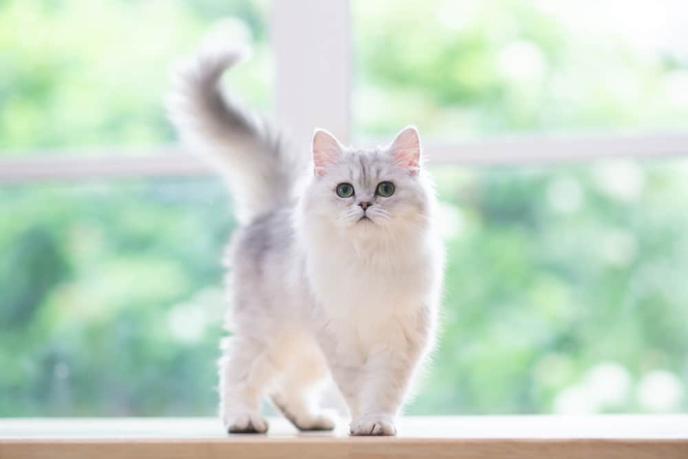 Fluffy gray and white cat standing on a wooden surface, looking at the camera with a bushy tail raised, as if awaiting a visit from the vet. The background is filled with soft focus greenery and a large window.