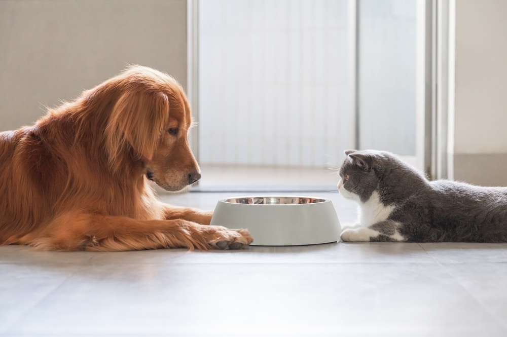 A golden retriever and a gray-and-white cat lie on the tiled floor of the veterinarian's office, facing each other with a food bowl in between them. The room has a large window in the background, letting in natural light.