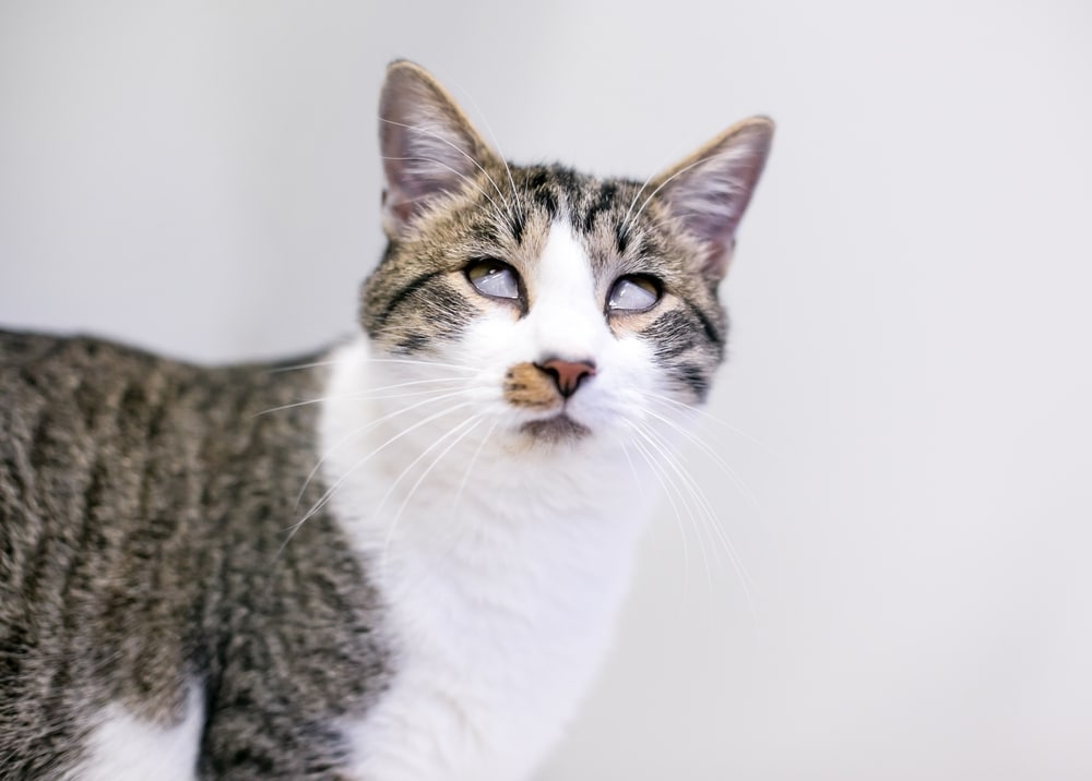 A close-up of a tabby and white cat with light eyes looking upward against a plain white background, as if waiting for a vet's gentle touch. The cat has a striped pattern on its head and back, with a white chest and whiskers.