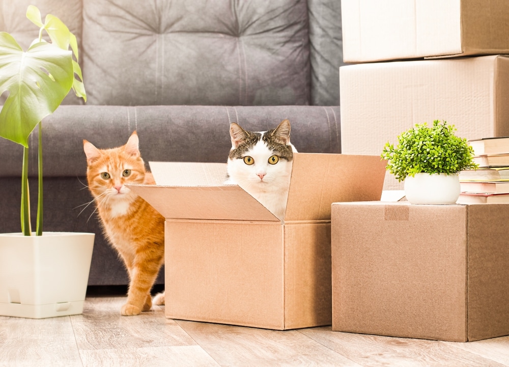 Two cats are among cardboard boxes in a cozy living room. An orange cat stands beside a box, while a black and white cat, perhaps dreaming of its last vet visit, peeks out from another box. Nearby are a potted plant and a stack of books, with a gray sofa in the background.