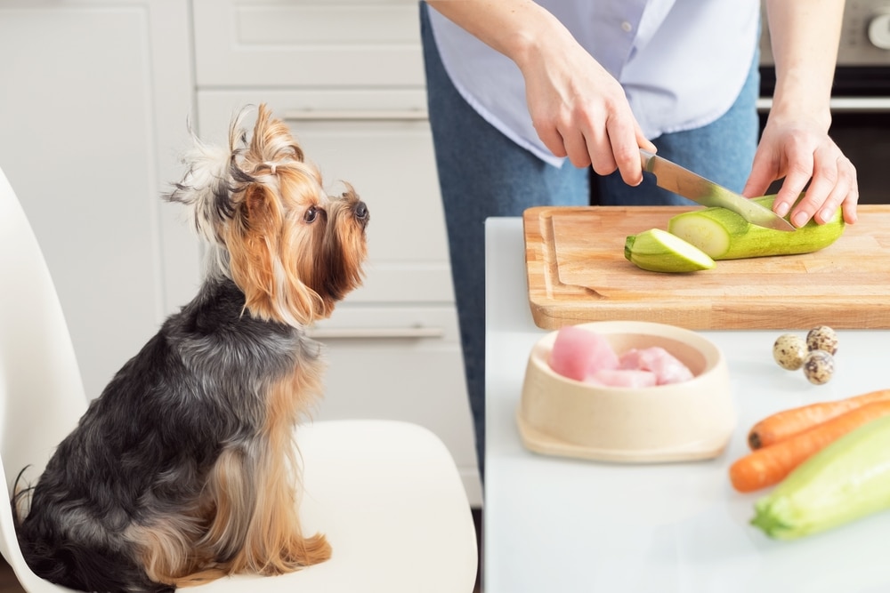 A small dog sits on a chair like a curious vet, watching a person chop zucchini on a wooden cutting board. Nearby, there's a bowl of raw meat, a carrot, and quail eggs on the bright kitchen table.