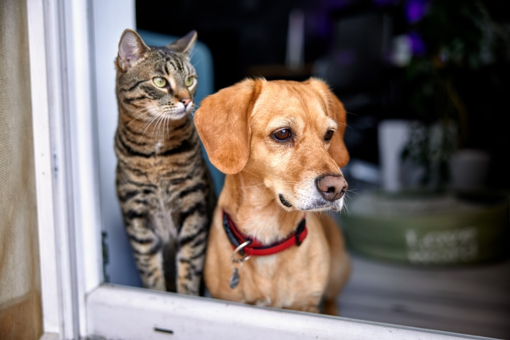 A tabby cat and a tan dog stand together in a doorway, gazing outside as if awaiting their vet visit. The cat, with green eyes, sits on the left while the dog sports a red collar. Both appear curious and attentive. The slightly blurred background hints at their indoor comfort.
