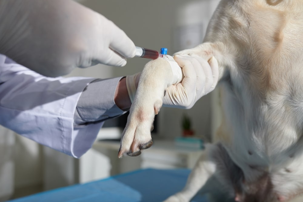 A vet in gloves carefully draws blood from a dog's front leg using a syringe. The light-colored fur of the dog contrasts with the blue examination table on which it sits.