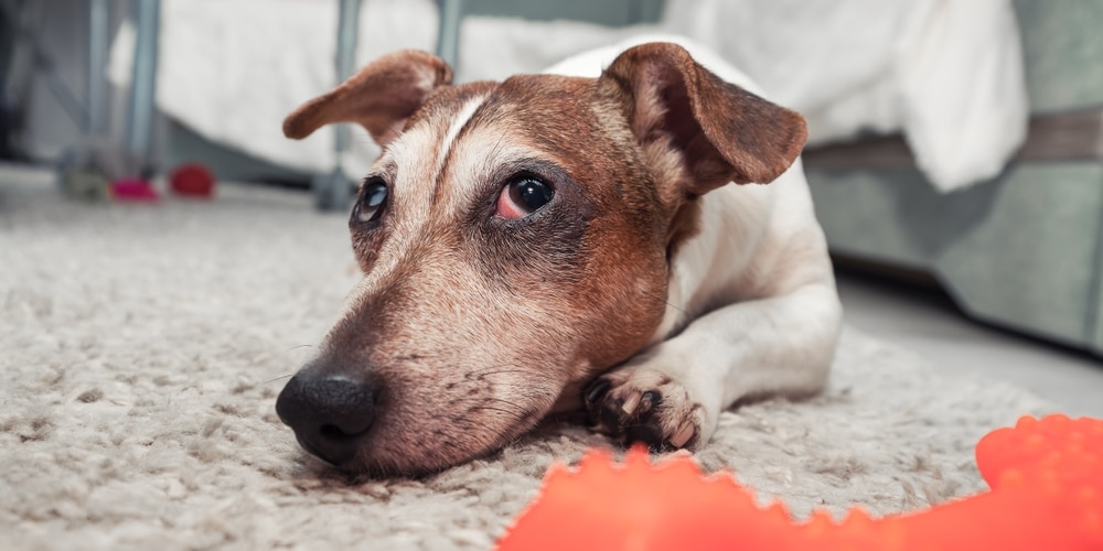 A brown and white dog lies on a carpet, resting its head and looking sideways. Its ears are perked up, as if listening for the vet's arrival. A red chew toy is visible in the foreground.