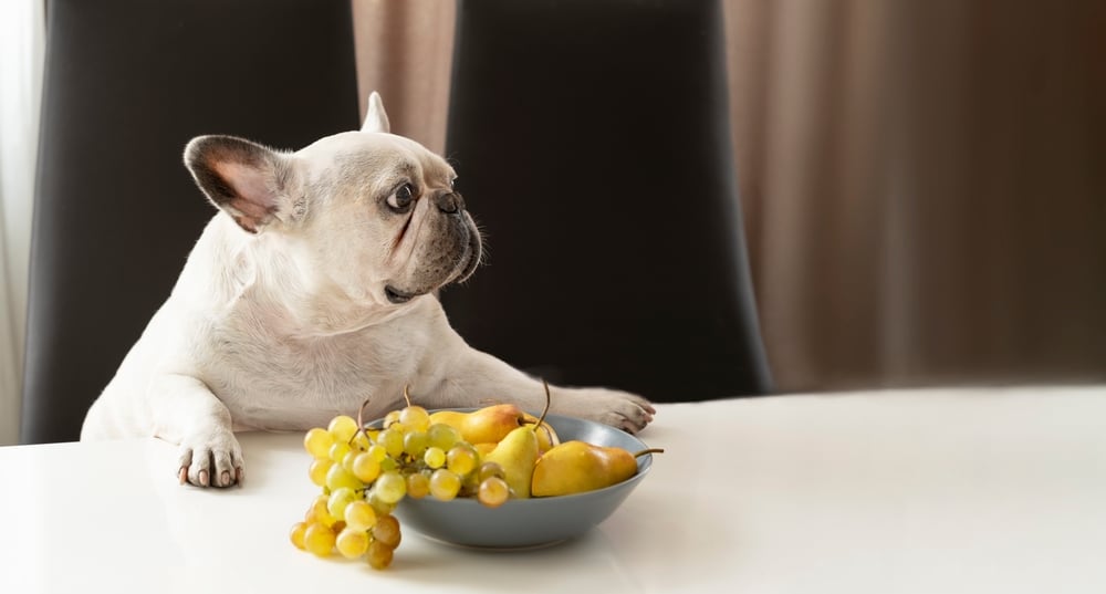 A French Bulldog sits at a table, resting its paws on the edge, as if waiting for a vet's treat. Its gaze is directed to the side. In front of the dog is a blue bowl filled with yellow pears and a bunch of green grapes. The background is softly blurred.
