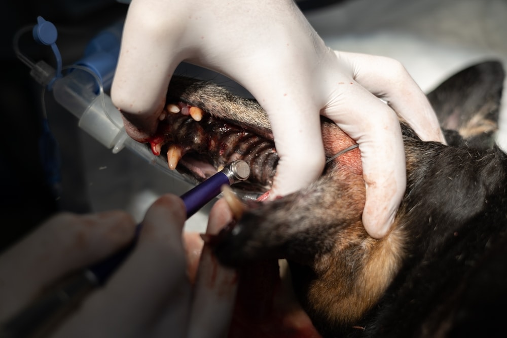 A vet in white gloves examines a dog's teeth during a dental procedure. The dog lies on its side, mouth open, as a dental tool is used to check or clean its teeth.