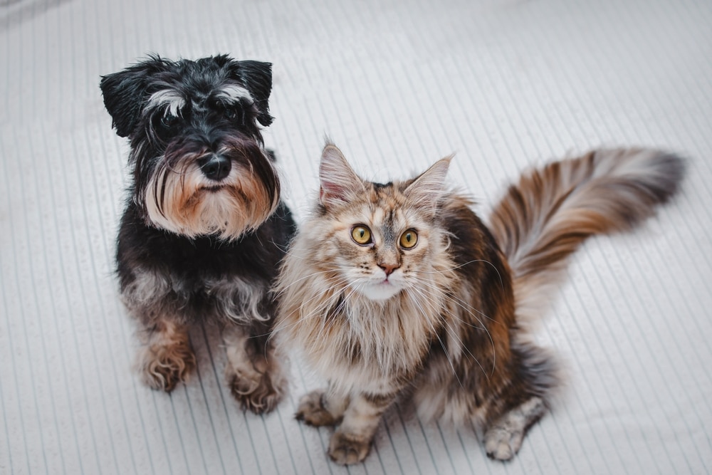 A small black and gray schnauzer dog sits next to a fluffy Maine Coon cat with a bushy tail, both looking up at the camera like perfect models in a veterinarian's brochure. They are on a light-colored, textured surface.