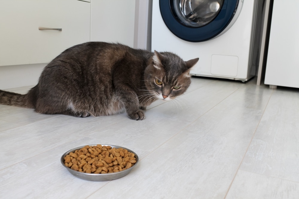 A gray cat with white markings crouches on a light-colored floor, staring at a bowl of dry cat food in front of it, as if considering the advice from its vet. The background features a white washing machine.