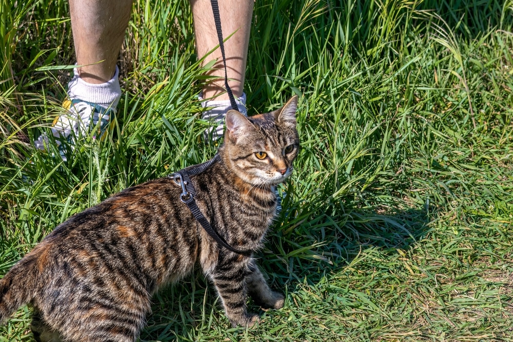 A tabby cat on a leash stands on a grassy field, appearing alert and curious. In the background, the legs of a person, possibly a veterinarian, in white socks and shoes are partially visible.