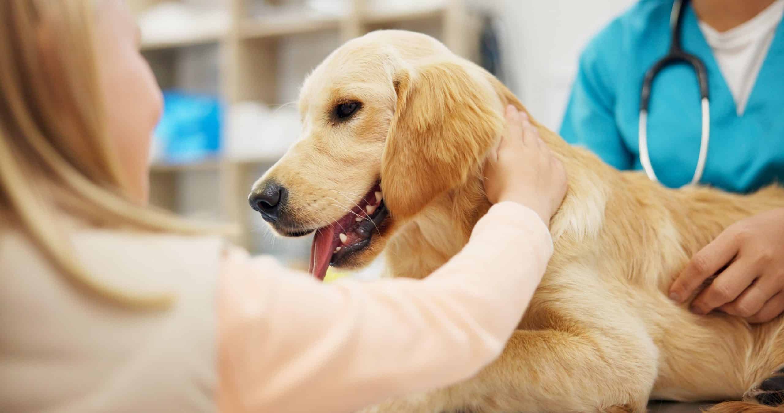 A golden retriever lies on a table as a child gently pets its head. A person wearing medical scrubs with a stethoscope, likely the vet, stands next to the dog in what appears to be a veterinary clinic.