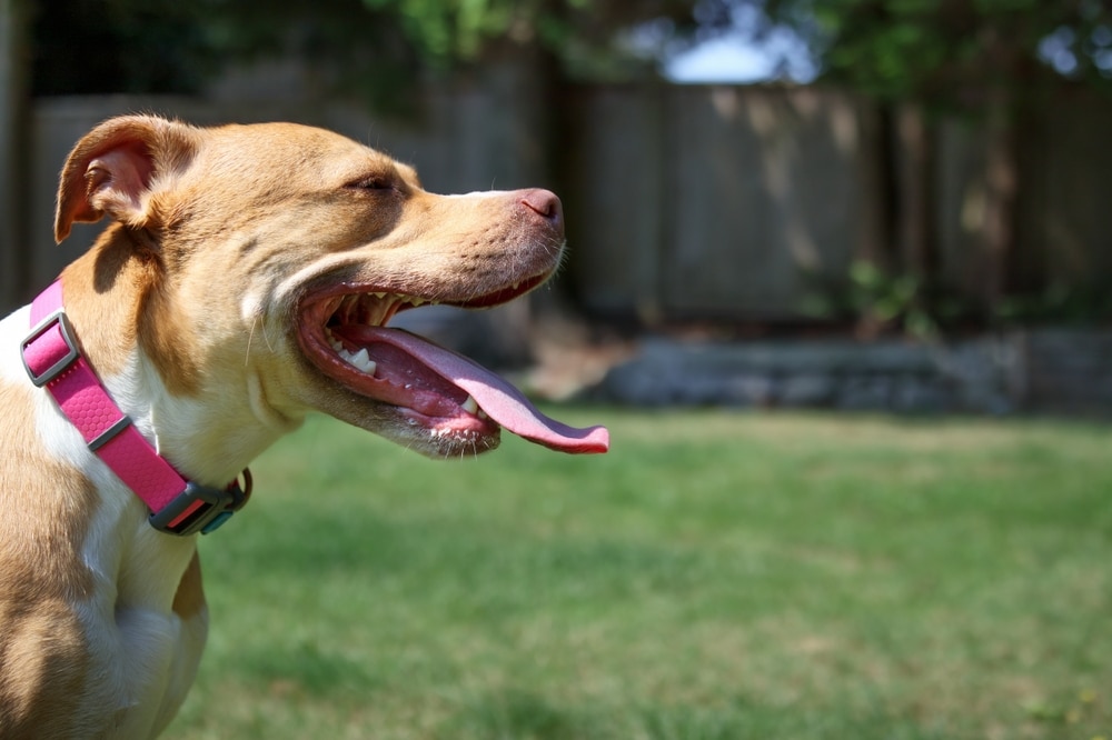 A brown and white dog with a pink collar is yawning in a grassy backyard, perhaps after a trip to the vet. The dog's tongue is stretched out, and the background features a wooden fence and blurred greenery. The sunlight gently illuminates the scene, highlighting its relaxed demeanor.