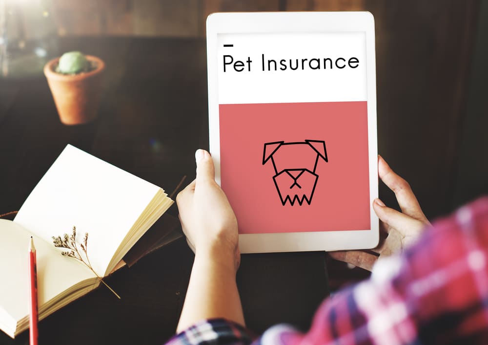 A veterinarian holds a tablet displaying a screen titled "Pet Insurance" with a simple drawing of a dog's face. Nearby, an open notebook rests on the wooden table.